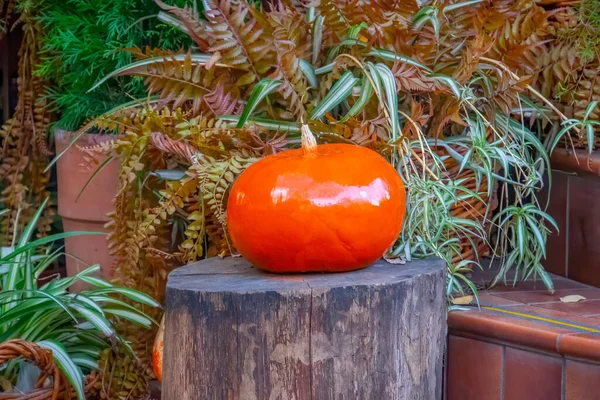 Dekorativa Orange Pumpor Halloween Bakgrund — Stockfoto