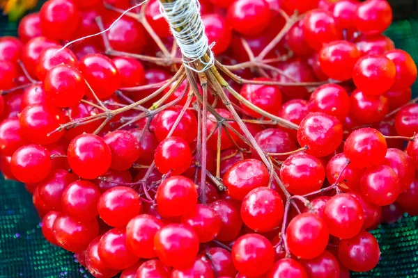 Viburno Rosso Guelder Rose Raccogli Frutti Del Viburno — Foto Stock