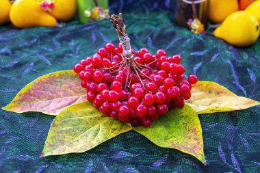Kırmızı viburnum (guelder rose). Viburnum 'un meyvelerini toplayın.
