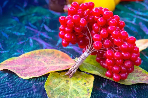 赤いビブラム 高齢者のバラ ビブラムの果実を収穫する — ストック写真