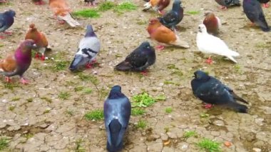 Güvercinler yere yürüme