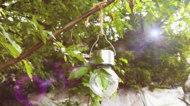 Asılı bir güneş ışığı daldaki cam küreyi çatlattı.