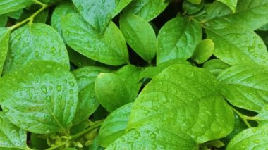 Su damlalı yeşil yapraklar, makro, doğa arka planı