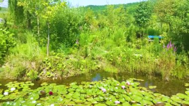Nilüferler ve nilüferler açan sihirli bahçe göleti. Su ve kıyı boyunca uzanan diğer yeşermeler göletin su yüzeyine yansımaktadır. Rahatlama, huzur ve mutluluk atmosferi..