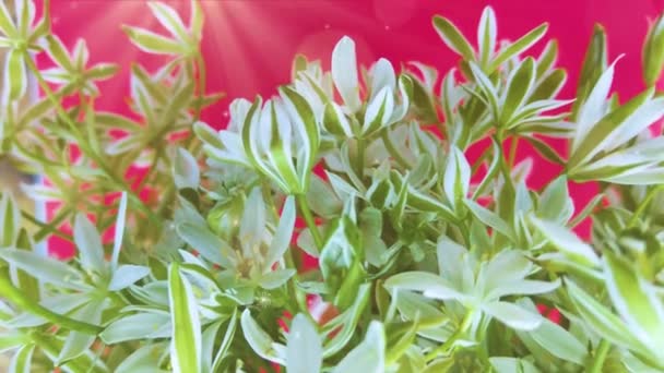 Весняні Квіти Білі Проліски Кольоровому Фоні — стокове відео