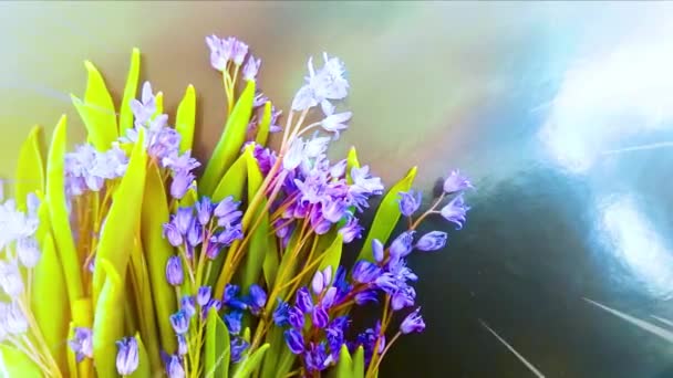 Flores Primavera Nevadas Azules Sobre Fondo Color — Vídeos de Stock