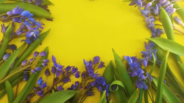 Flores Primavera Nevadas Azules Sobre Fondo Color — Vídeos de Stock