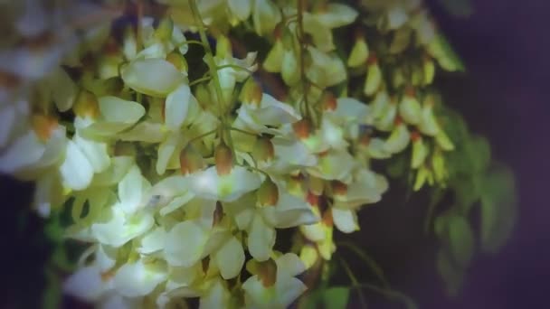 Drzewo Akacjowe Kwitnie Wiosną Kwiat Gałąź Zielony Tło — Wideo stockowe
