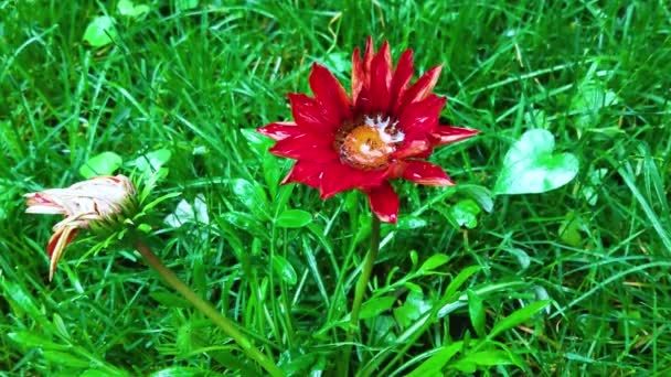 Flor Verão Com Gotas Chuva Jardim — Vídeo de Stock