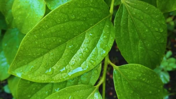 Grüne Blätter Mit Wassertropfen Makro Naturhintergrund — Stockvideo