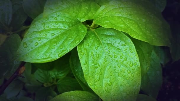 Πράσινα Φύλλα Σταγόνες Νερού Μακροεντολή Φόντο Της Φύσης — Αρχείο Βίντεο