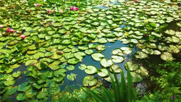 Estanque Jardín Mágico Con Nenúfares Florecientes Lotos Agua Otros Árboles — Vídeos de Stock