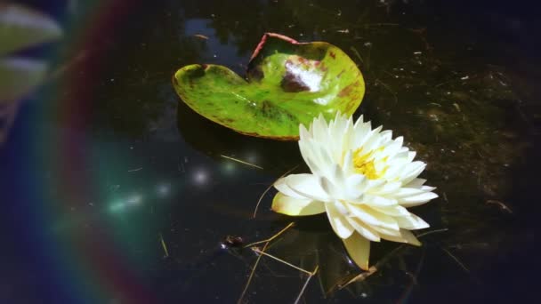 Weißer Lotus Mit Gelben Pollen Auf Der Teichoberfläche Seerosen Teich — Stockvideo