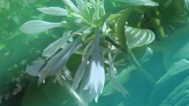 Ανθισμένο Λευκό Λουλούδι Της Hosta Επίσης Funkia Οικογένεια Σπαραγγιών Ένας — Αρχείο Βίντεο