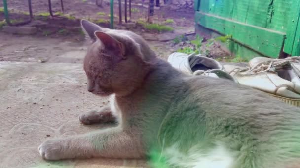 정원에 고양이 — 비디오