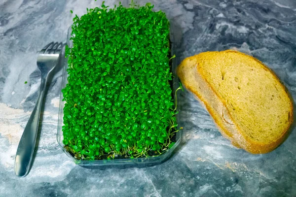 Kiełkowanie Nasion Celu Żywienia Sadzonki Micro Greens Świeże Organiczne Mikrowarzywa — Zdjęcie stockowe