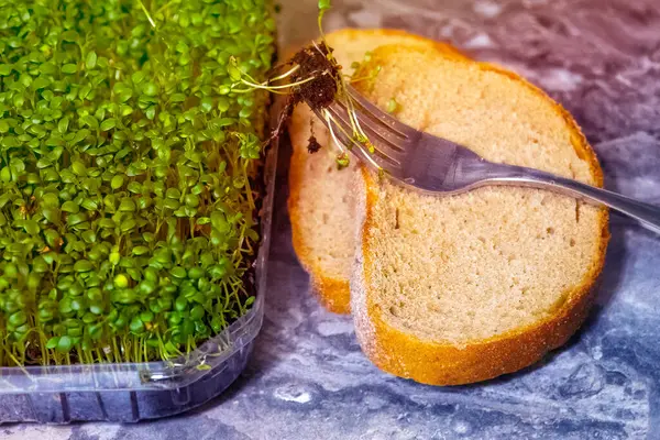 Magok Csíráztatása Táplálkozás Céljából Vetőmagok Micro Greens Friss Szerves Mikrozöldségek — Stock Fotó