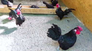 Evcil tavuklar çiftlikteki kümes hayvanlarının yediklerini paylaşırlar.