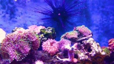 anemonlar mercan resifleri suyun altında, yakın çekim.