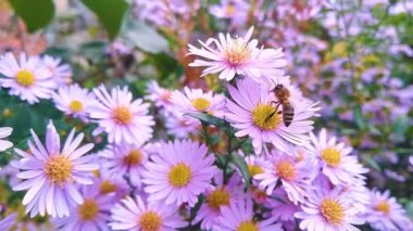 Bahçedeki mor papatyalar. Canlı mor bahçe çiçekleri