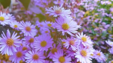 Bahçedeki mor papatyalar. Canlı mor bahçe çiçekleri