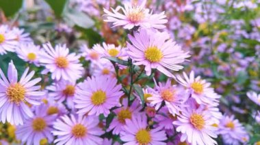 Bahçedeki mor papatyalar. Canlı mor bahçe çiçekleri