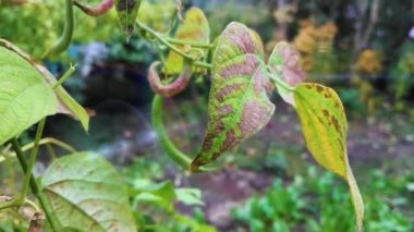 Kapalı yeşil yapraklar bahçede