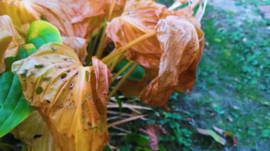 Sonbahar kuru yaprakları, bahçe çalıları