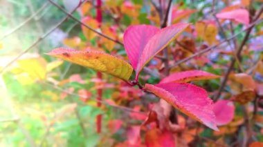 Kapalı kırmızı sonbahar yaprakları dalda