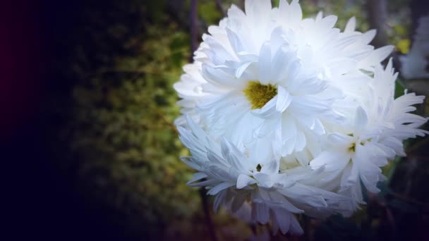 Flores Crisantemo Blanco Jardín — Vídeo de stock