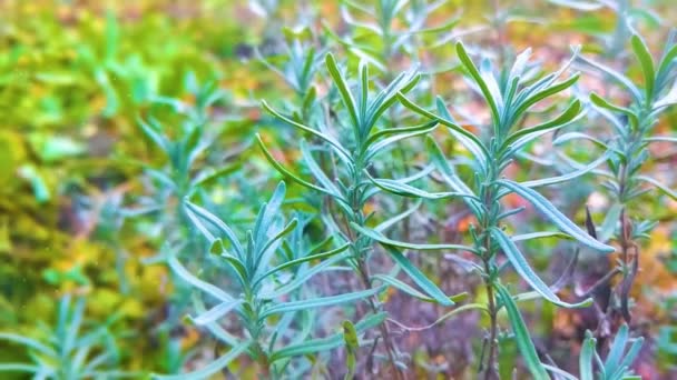 Κοντά Πράσινα Φύλλα Στον Κήπο — Αρχείο Βίντεο