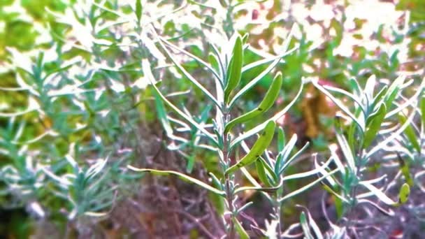 Κοντά Πράσινα Φύλλα Στον Κήπο — Αρχείο Βίντεο