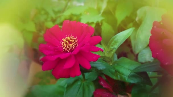 Närbild Röda Zinnia Blommor Blommar Trädgården — Stockvideo