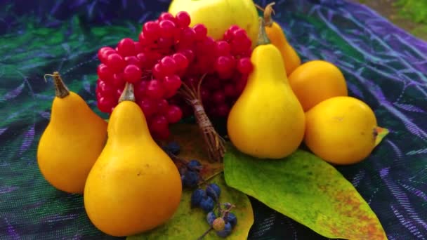 Calabazas Bayas Viburnum Con Hojas Colores Concepto Cosecha Otoñal Verduras — Vídeo de stock