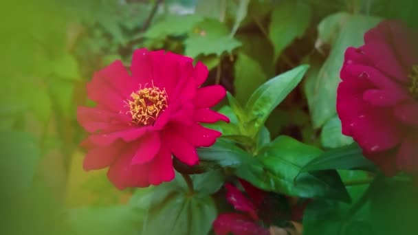 Nahaufnahme Roter Zinnia Blumen Die Garten Blühen — Stockvideo