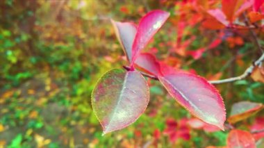 Kapalı kırmızı sonbahar yaprakları dalda