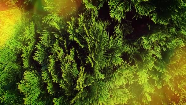 Hintergrundmuster Grüne Blätter Wand Oder Grüner Busch Hintergrund — Stockvideo