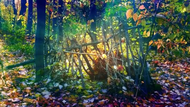 Хатина Осінньому Лісі Крупним Планом — стокове відео