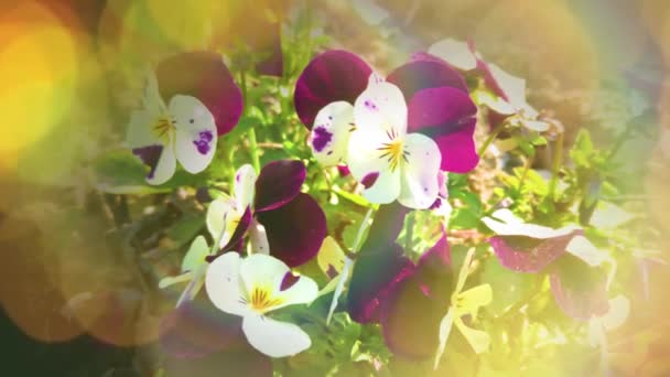 Flores Colores Jardín Sobre Fondo Verde — Vídeo de stock