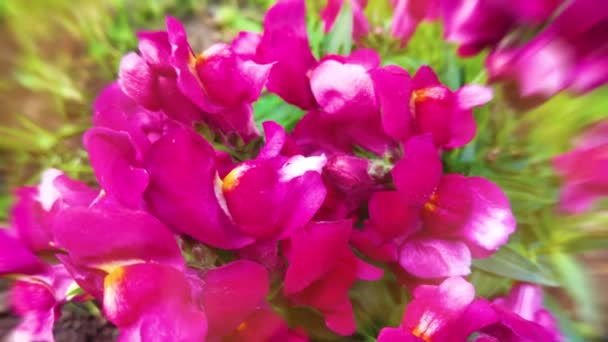 Bahçedeki Pembe Çiçekleri Kapatın — Stok video