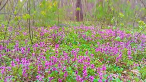 Amazing Nature Spring Landscape Wild Growing Purple Flowers Forest Scenic — Wideo stockowe