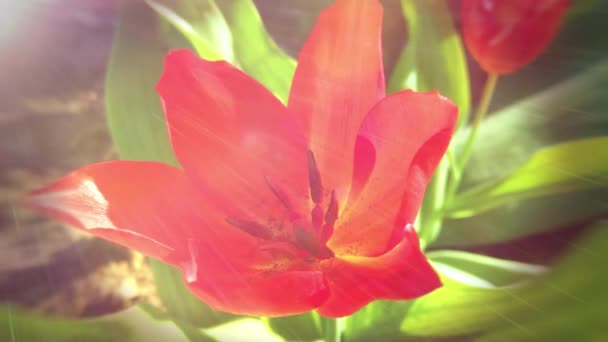 Spring Red Tulip Flowers Garden — Stok video