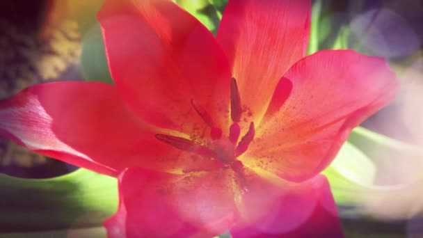Spring Red Tulip Flowers Garden — ストック動画
