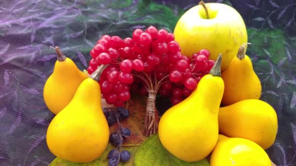 Тыквы Ягоды Вибурнума Разноцветными Листьями Концепция Осеннего Сбора Тыквенных Овощей — стоковое видео