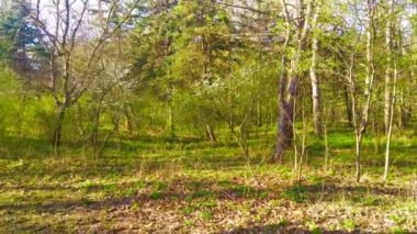 GREEN NATURE FOREST LANDSCAPE WITH GREEN TREES GROWING FROM THE GRASS AT SPRING TIME