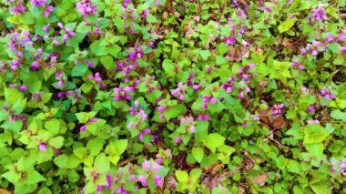 Amazing nature spring landscape with wild growing purple  flowers in the forest, scenic view, natural seasonal background