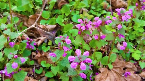 Amazing Nature Spring Landscape Wild Growing Purple Flowers Forest Scenic — Video