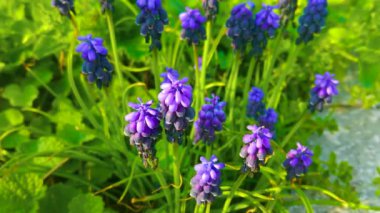 Grape hyacinth flowers close up. Floral spring colorful background. Blooming muscari in the field. Bright blue flowers on a yellow background.