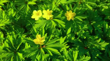Ranunculus acris or buttercups. yellow flowers on a forest background