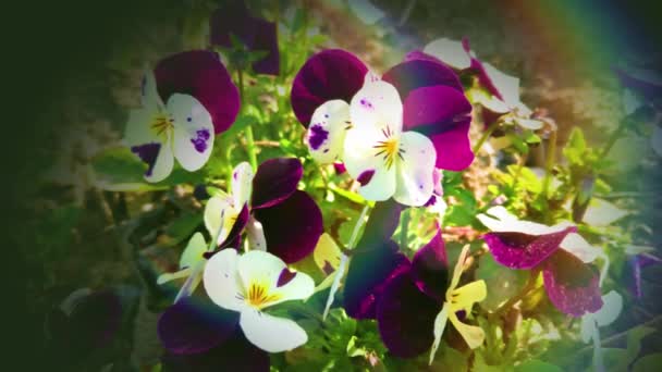 Fleurs Pansées Colorées Dans Jardin Sur Fond Vert — Video